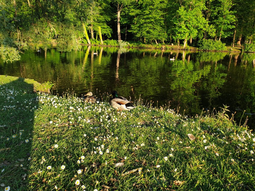 am Ellernteich die Enten füttern 