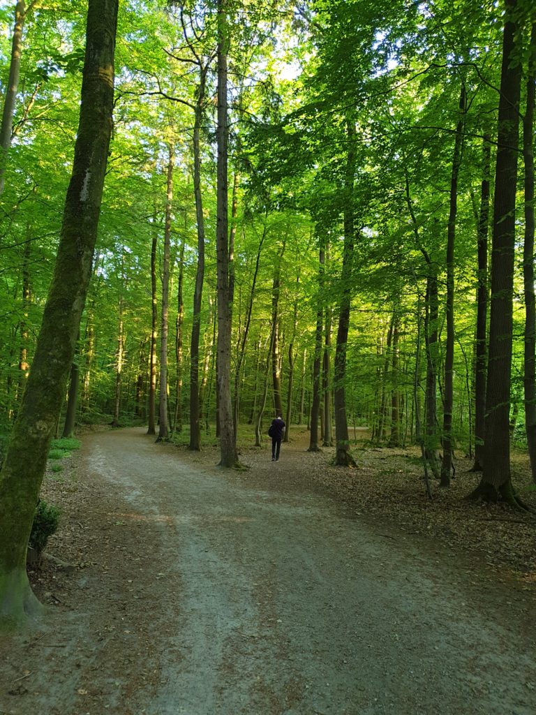 Waldspaziergang im schlosspark rastede 