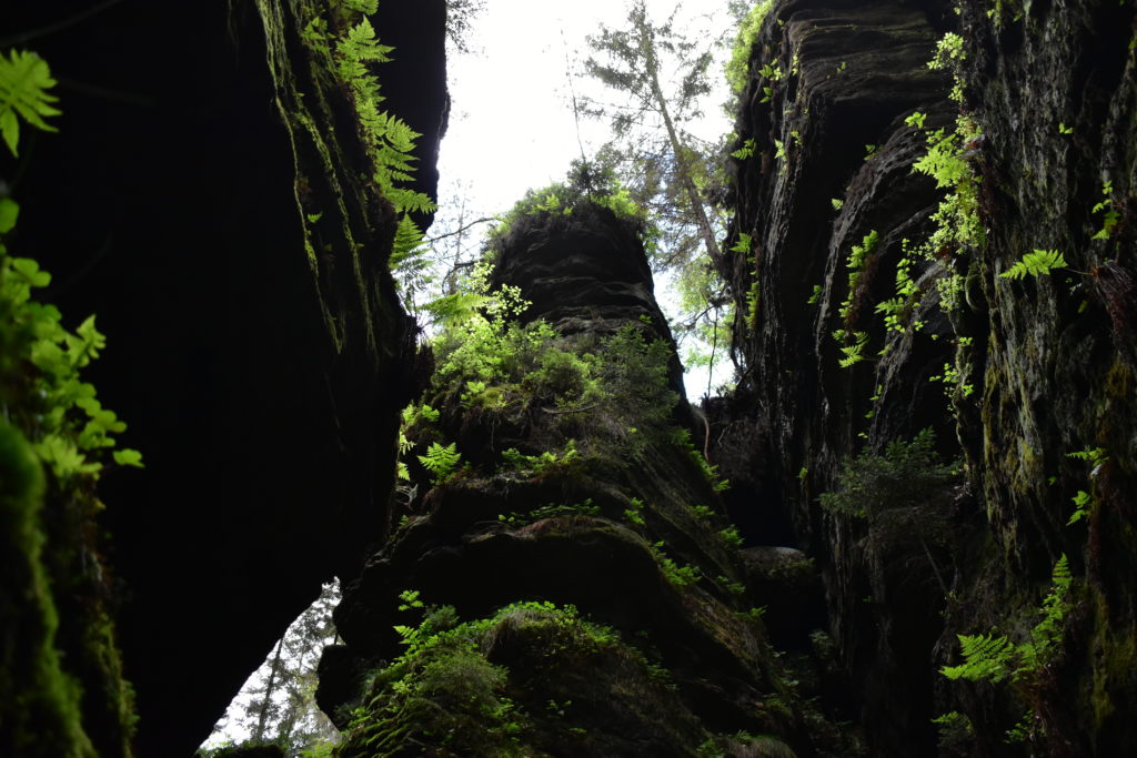 Moosige Felsen Elbsandsteingebirge 