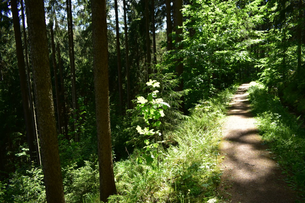 Lichtung wildes erzgebirge 