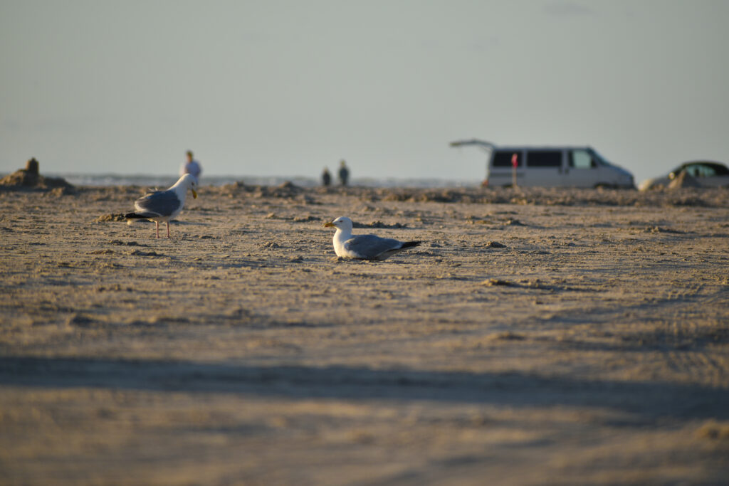 Möven am Strand